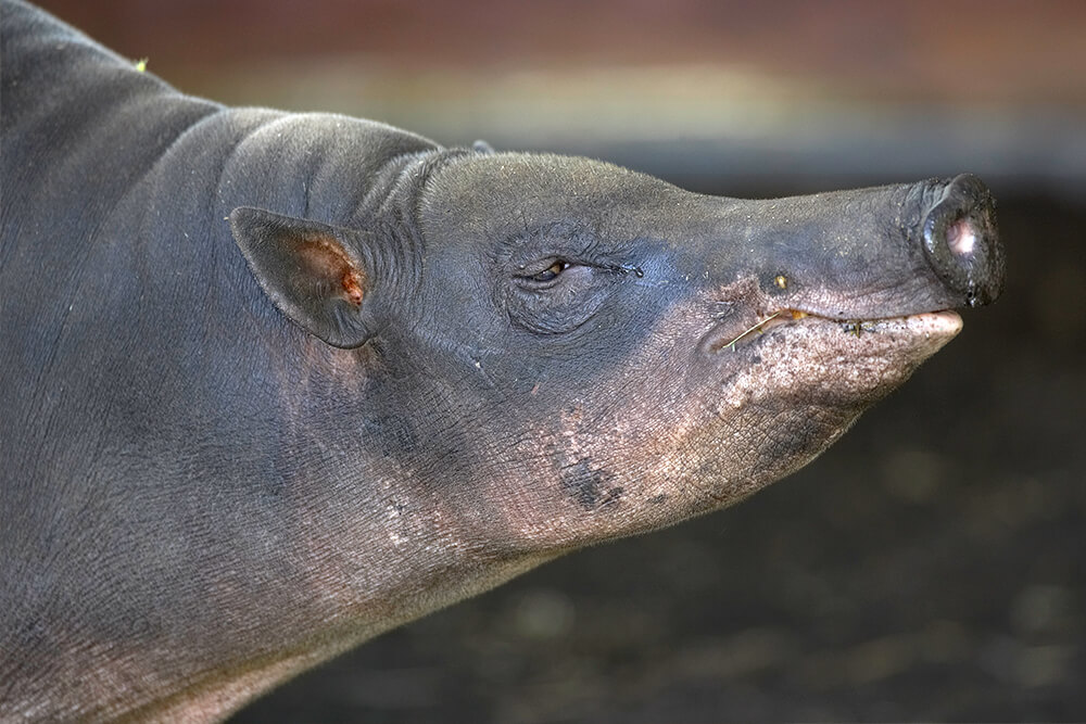 Babirusa Impaled