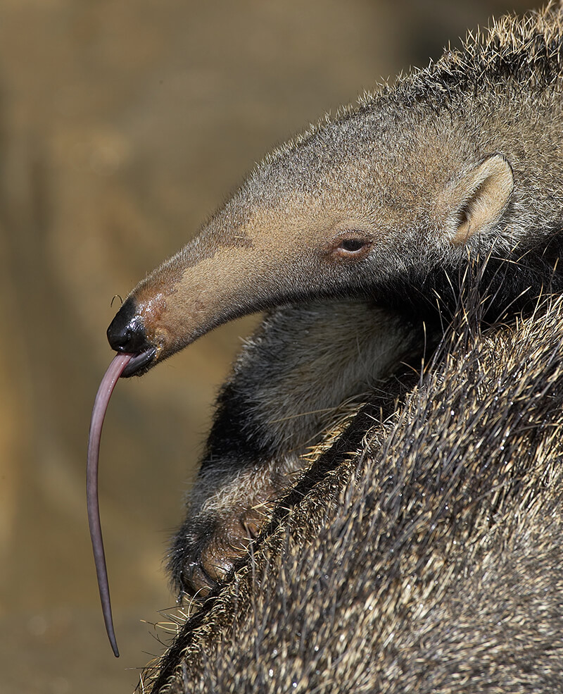 A baby giant anteater extending its long tongue out of its mouth as it rides on its mother's back.