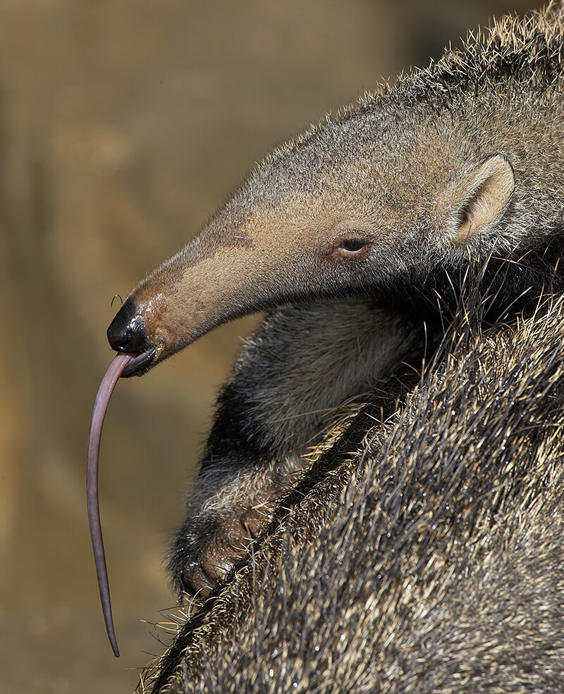 giant anteater husbandry manual