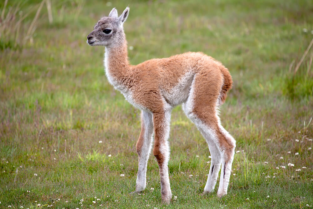 A baby guanaco stands on a grass field