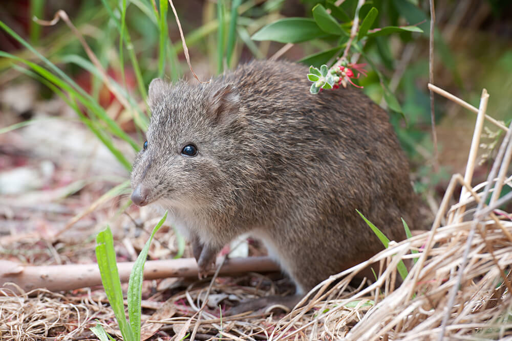 A small bandicoot sits on its hind legs among blades of grass