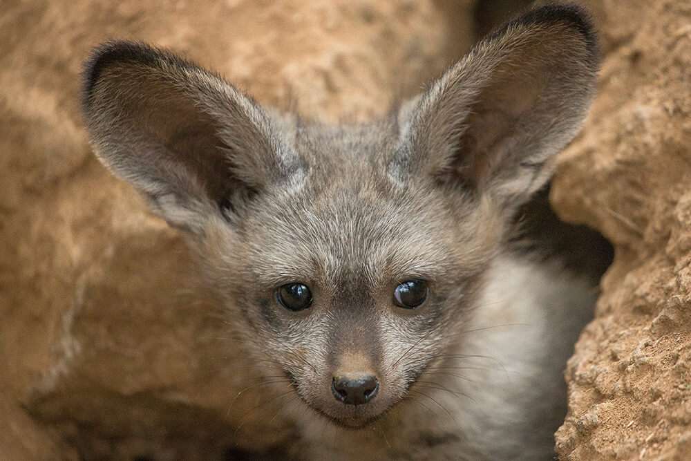 Bat-eared fox kit peeking out of den.