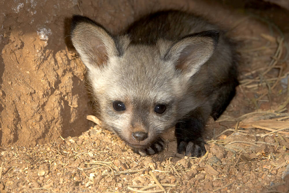 Bat Eared Fox San Diego Zoo Animals Plants