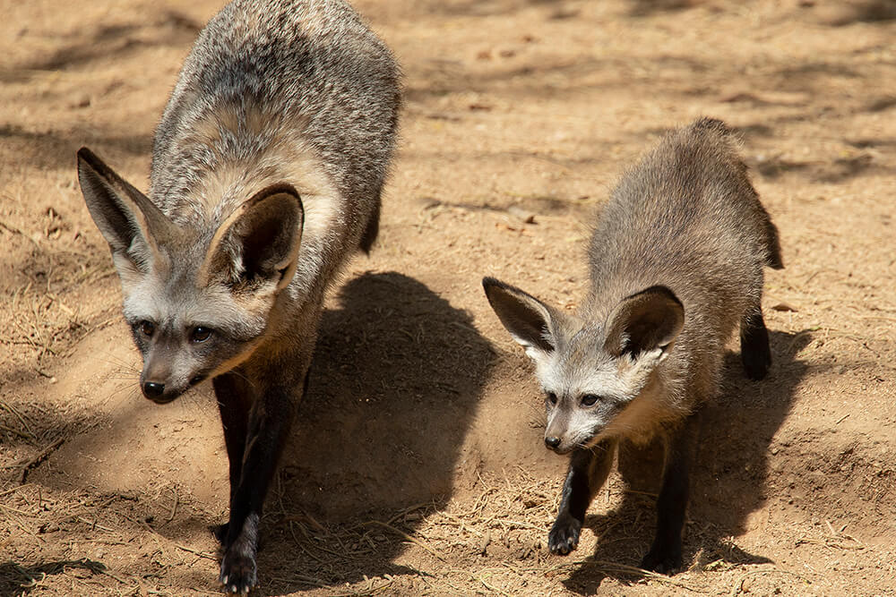 Mother and young kit