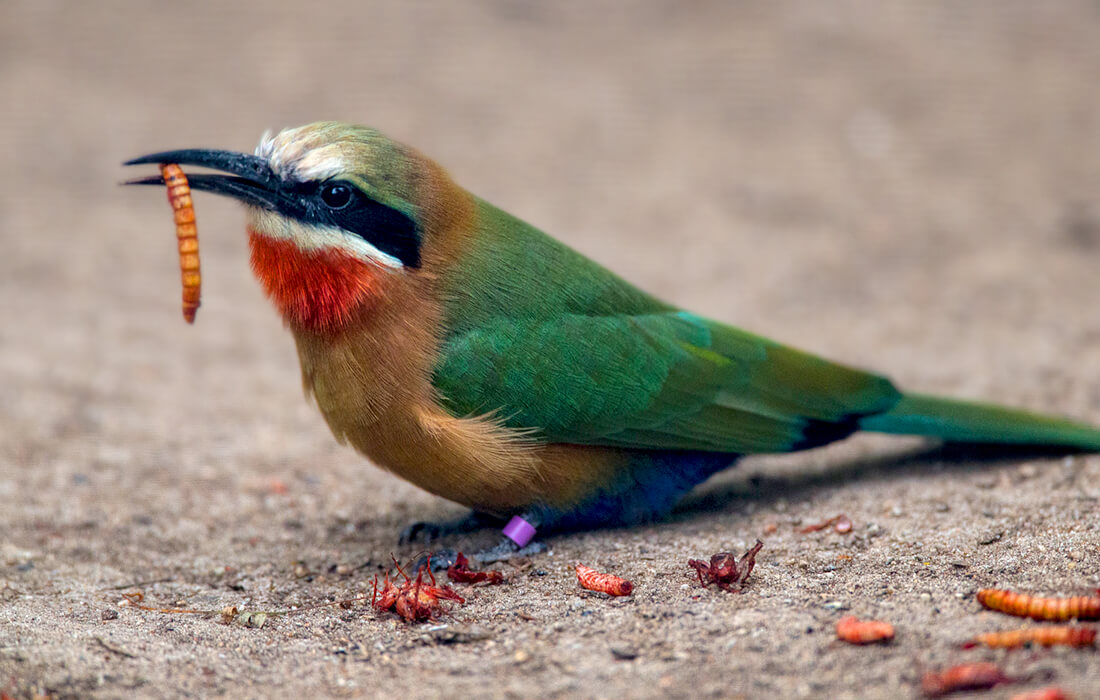 White-throated bee-eater