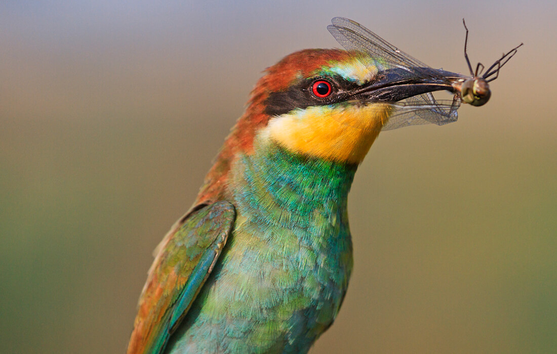 European bee-eater holding a large dragonfly in its beak.