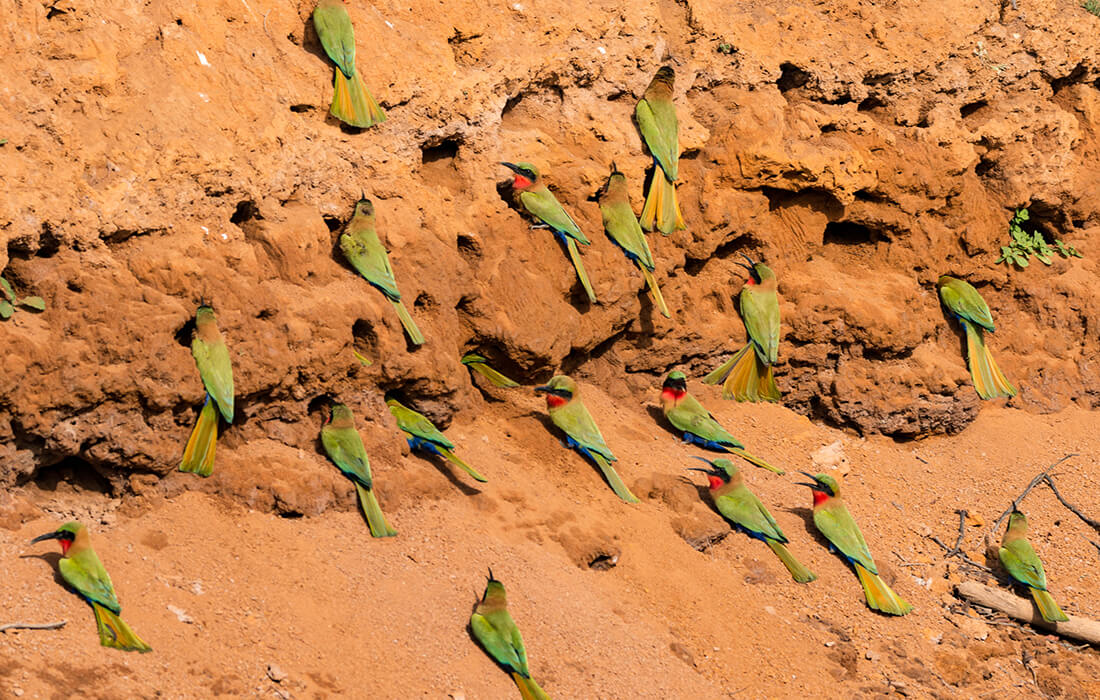 multiple bee-eaters at the entrances to their nests.