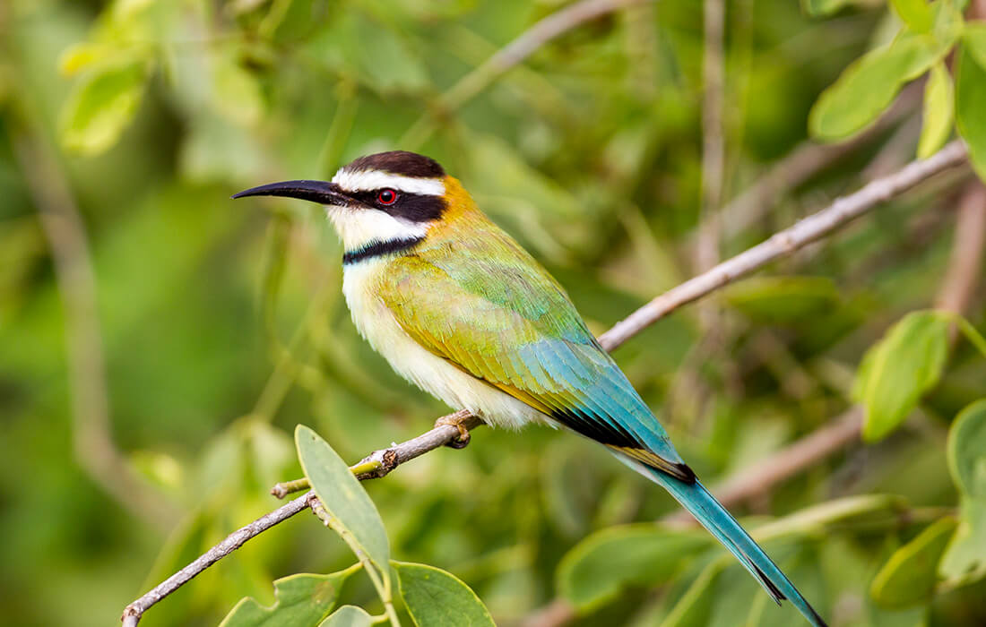 White-throated bee-eater