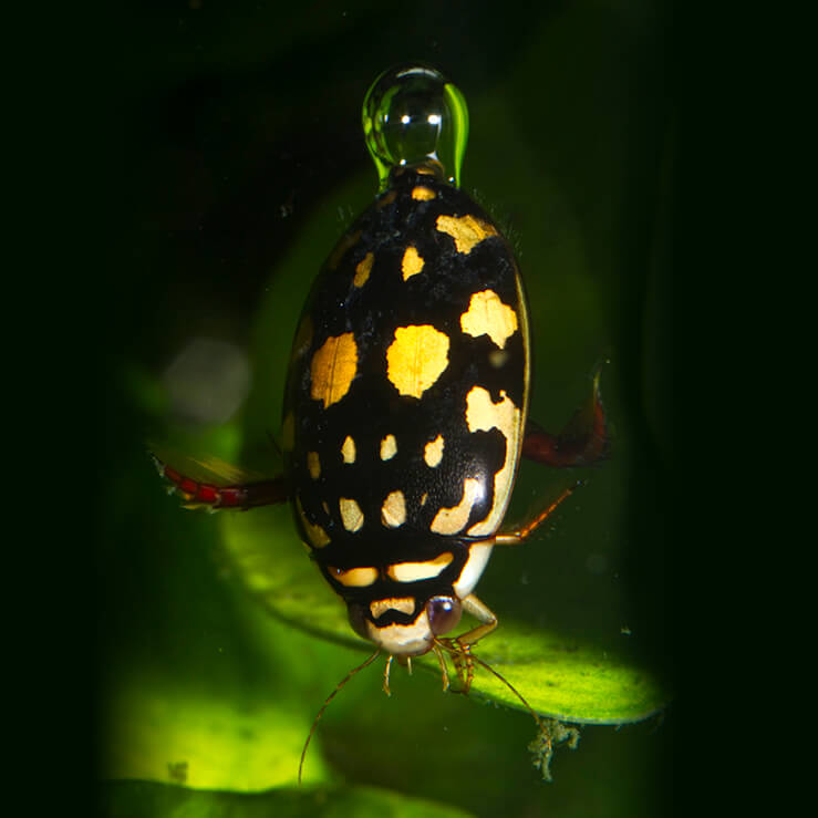 Dykkebille med boble på baksiden.Sunburst diving beetles bærer en boble på bakenden som trekker oksygen fra vannet og hjelper boblen å holde seg litt lenger.