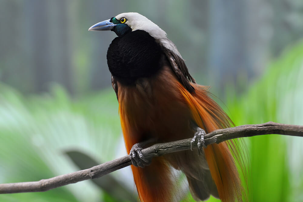 Greater bird of paradise