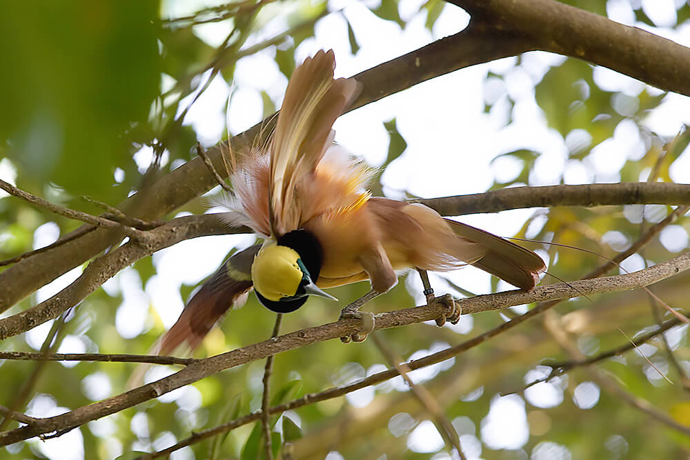 Raggiana bird of paradise