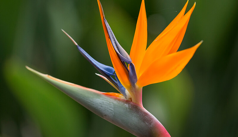 birds of paradise plant species