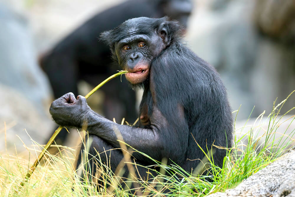 Female bonobo looking to the right as she gnaws on a green stalk.