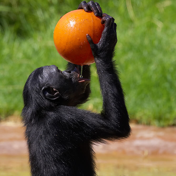 Top 177 + Bonobo animal facts - Lifewithvernonhoward.com