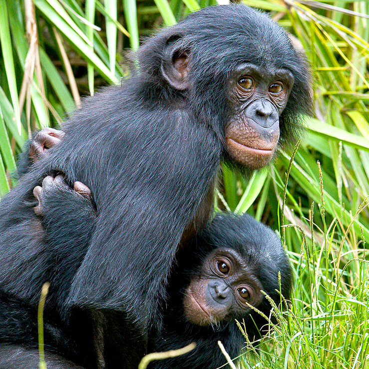 A young bonobo carries an even younger bonobo on its chest