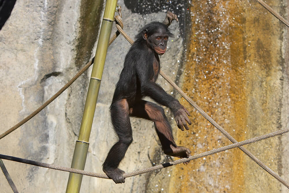 Bonobo walking on a tightrope using its feet