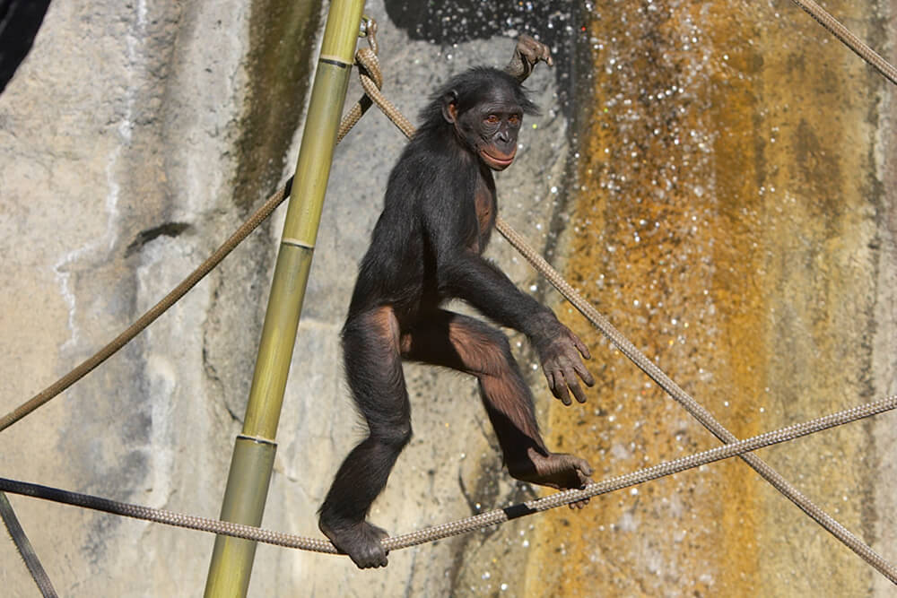 bondo ape walking upright