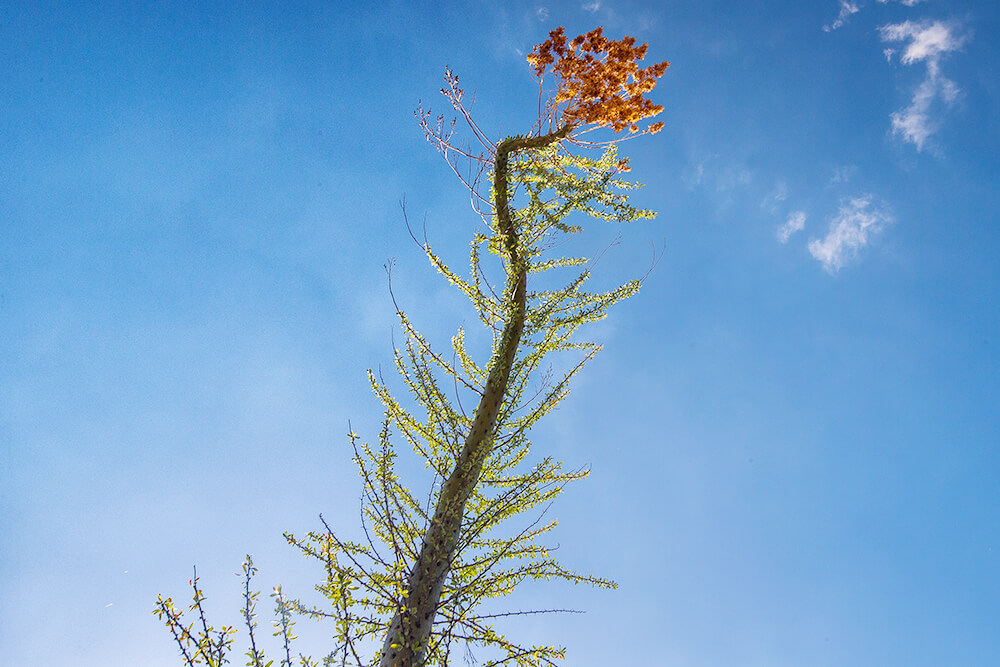 A cluster of yellow boojum flowers at the end of its stalk.