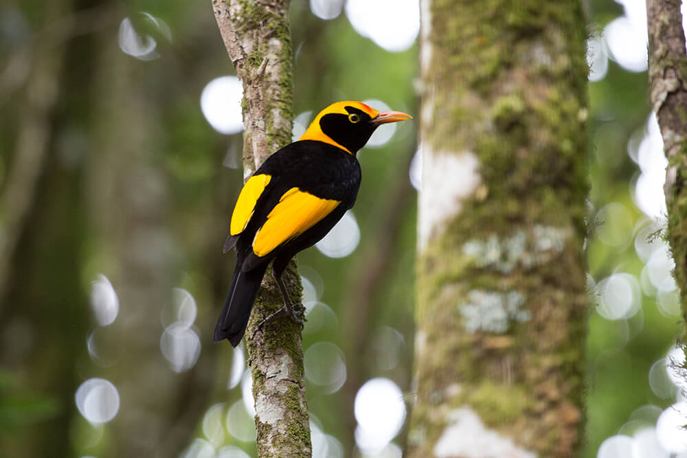 Regent's bowerbird perched on mossy tree branch