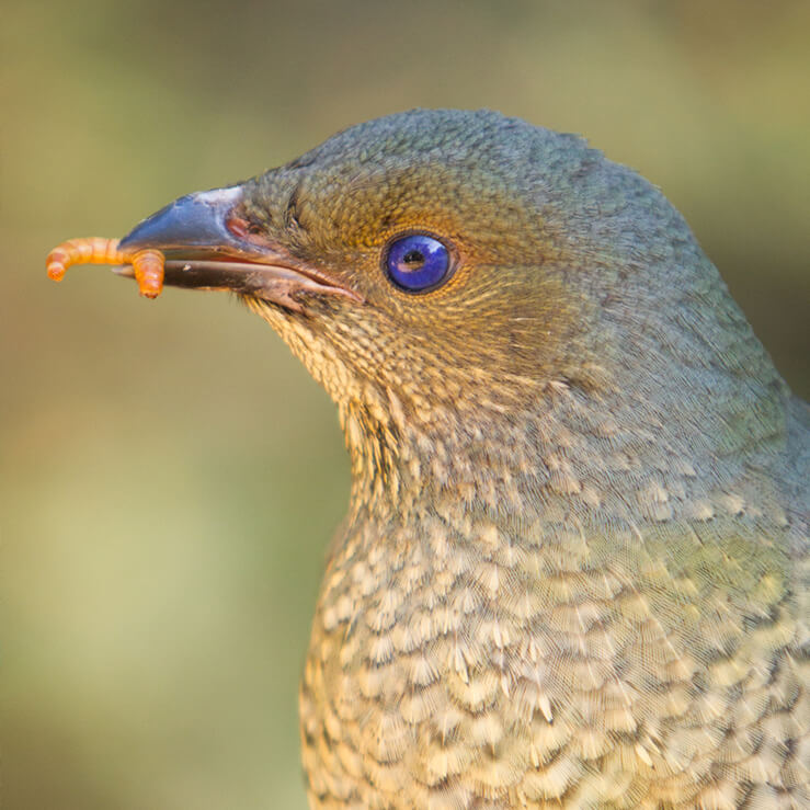 Satin female bowerbird holding a grub in her beak