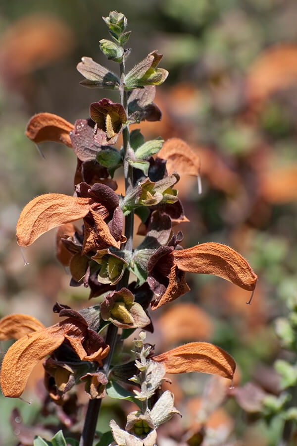 Brown beach salvia plant blooming in South Africa