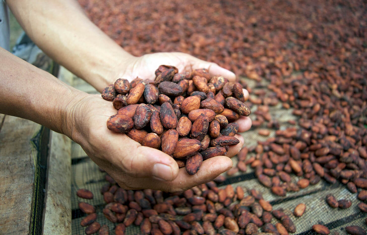 Dried cacao beans