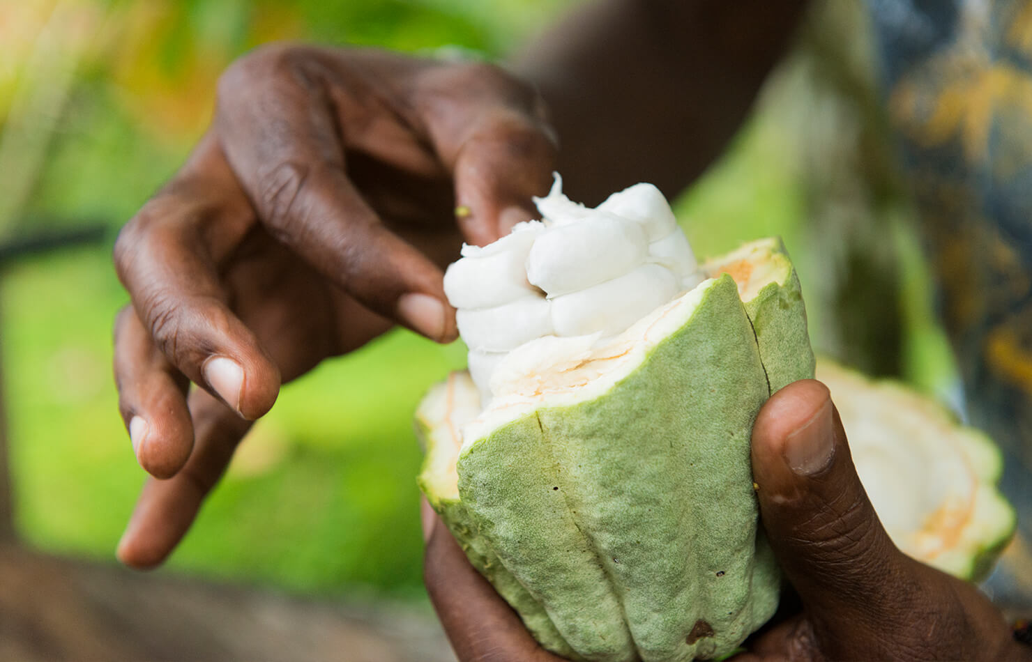 The pulpy white fruit of the cacao pod.