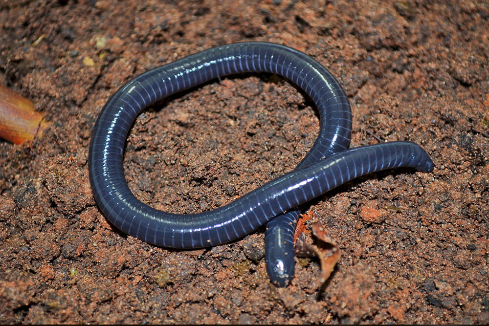 Dark gray colored caecilian coiled into a circle on moist dirt