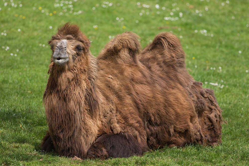A Two Humped Camel (Camelus bactrianus) Resting on Grass