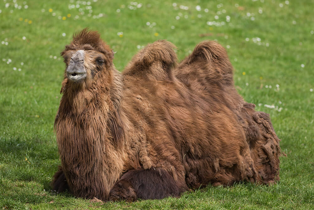 Camel Wool Animal