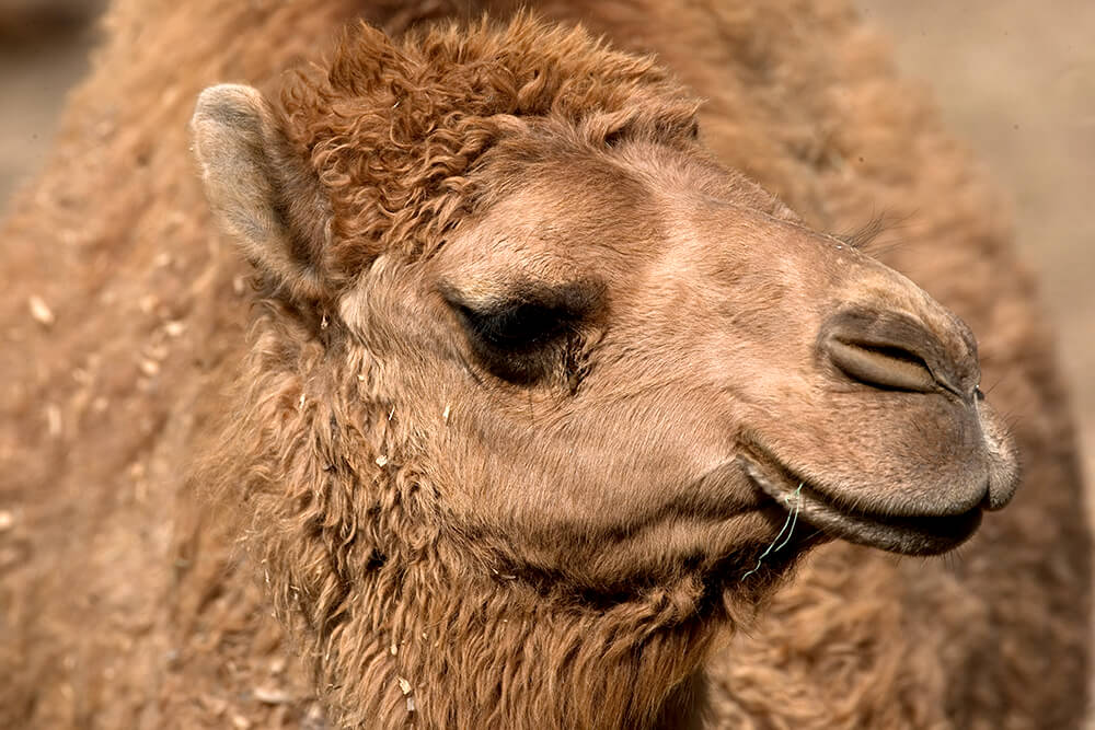 Close up of dromedary camel's face
