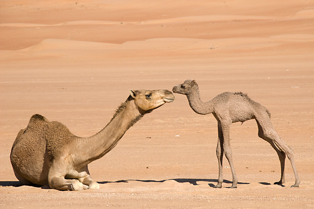 mom and baby camel