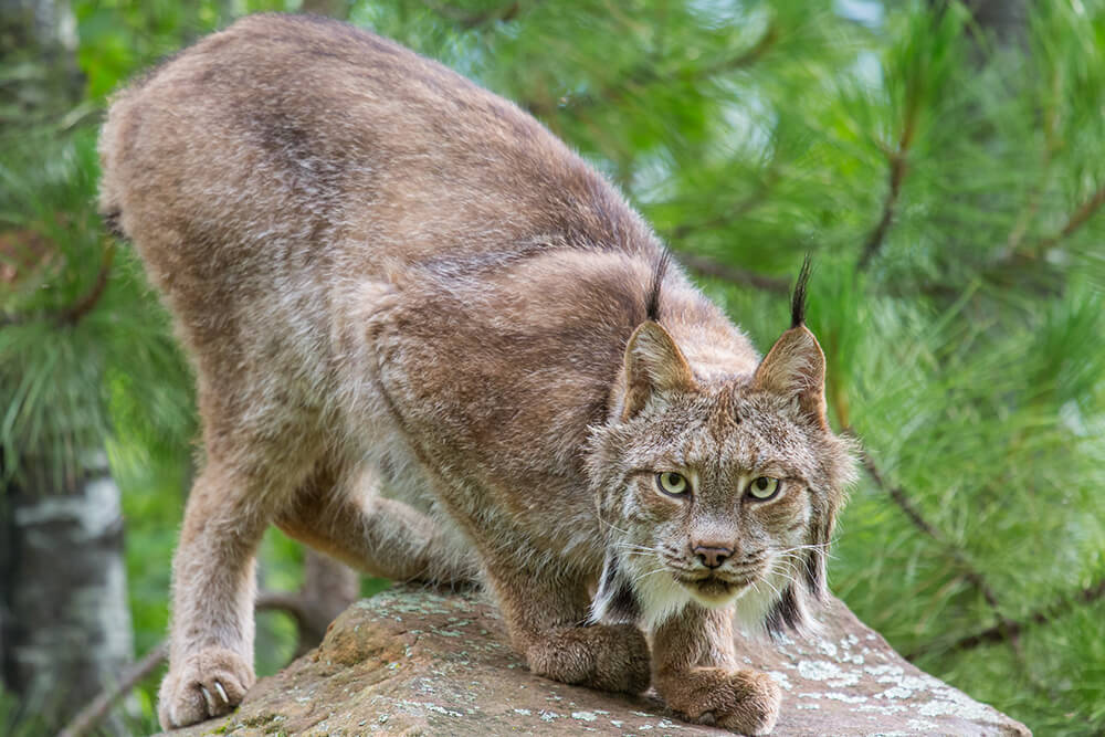 A Canadian lynx crouches on a lichen covered rock in a pine forest