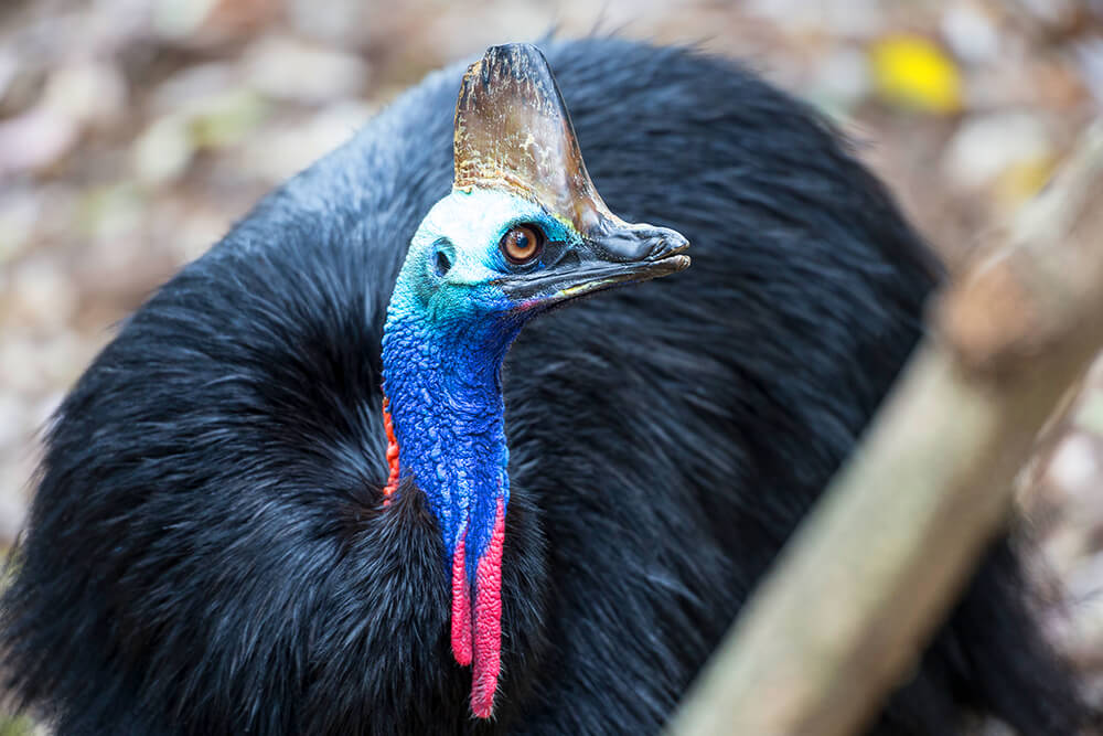 Southern cassowary