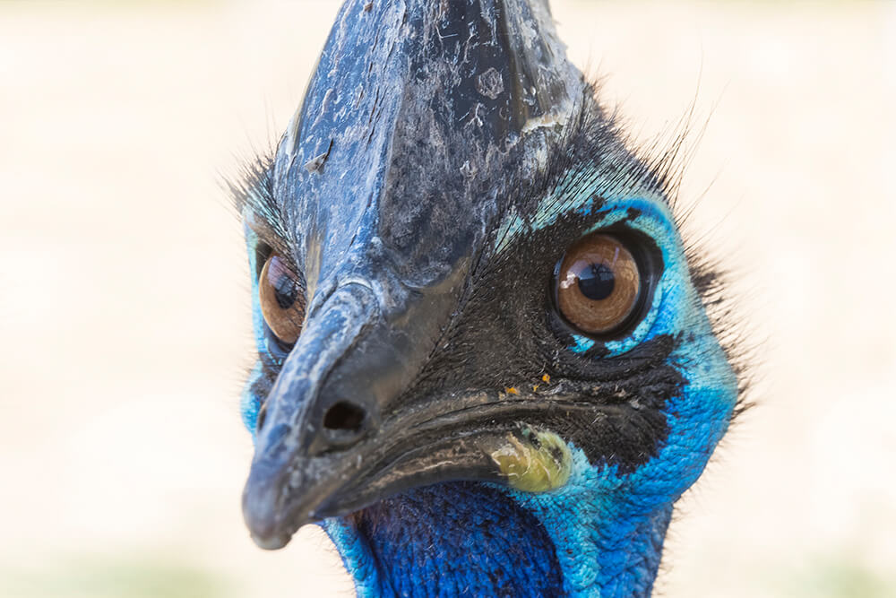 Southern cassowary