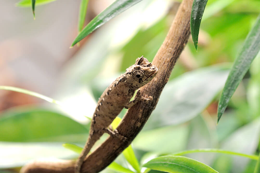 Brookesia chameleon