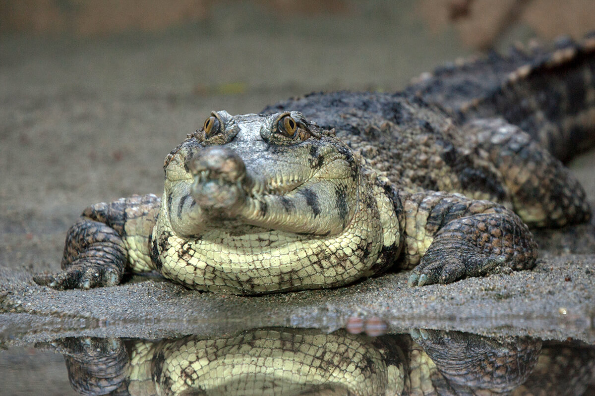 Crocodilian San Diego Zoo Animals Plants