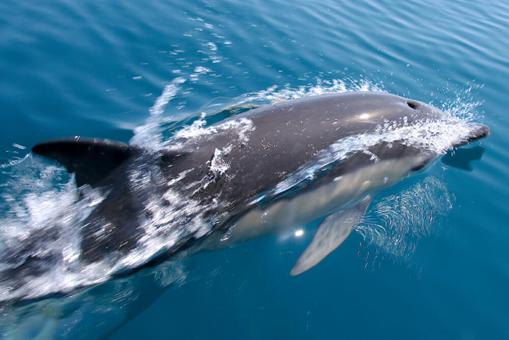 A dolphin's blowhole is visible as it swims at the surface of the ocean
