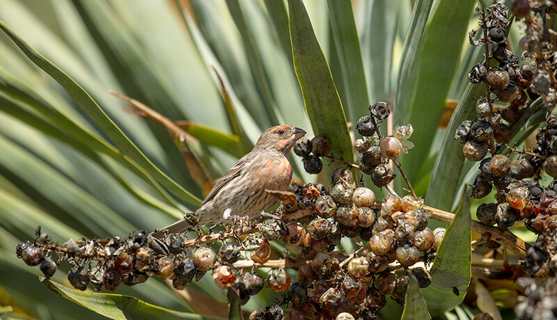 Bird sitting on dried dragon tree fruit