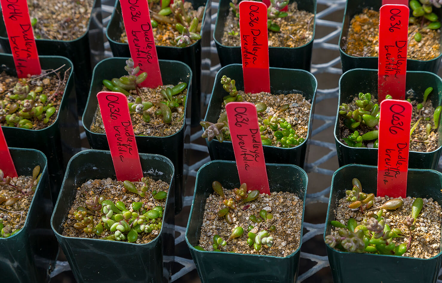 Dudleya brevifolia