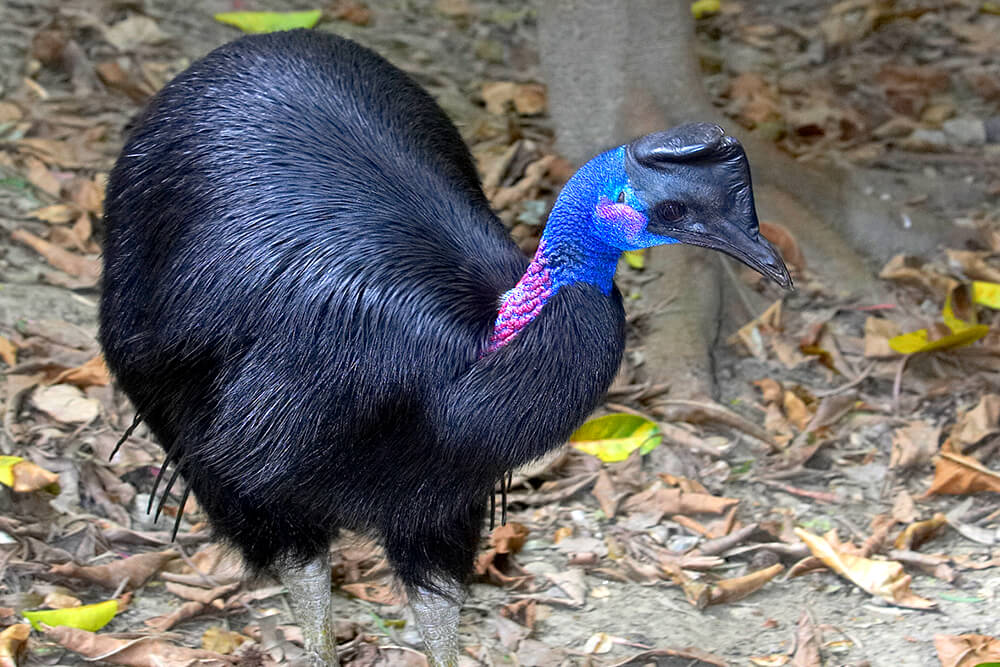 Dwarf cassowary