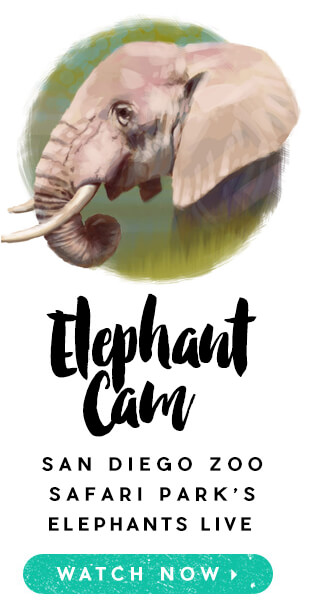 Elephant Cam: San Diego Zoo Safari Park's Elephants Live. Watch Now.
