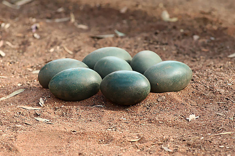 live emu eggs