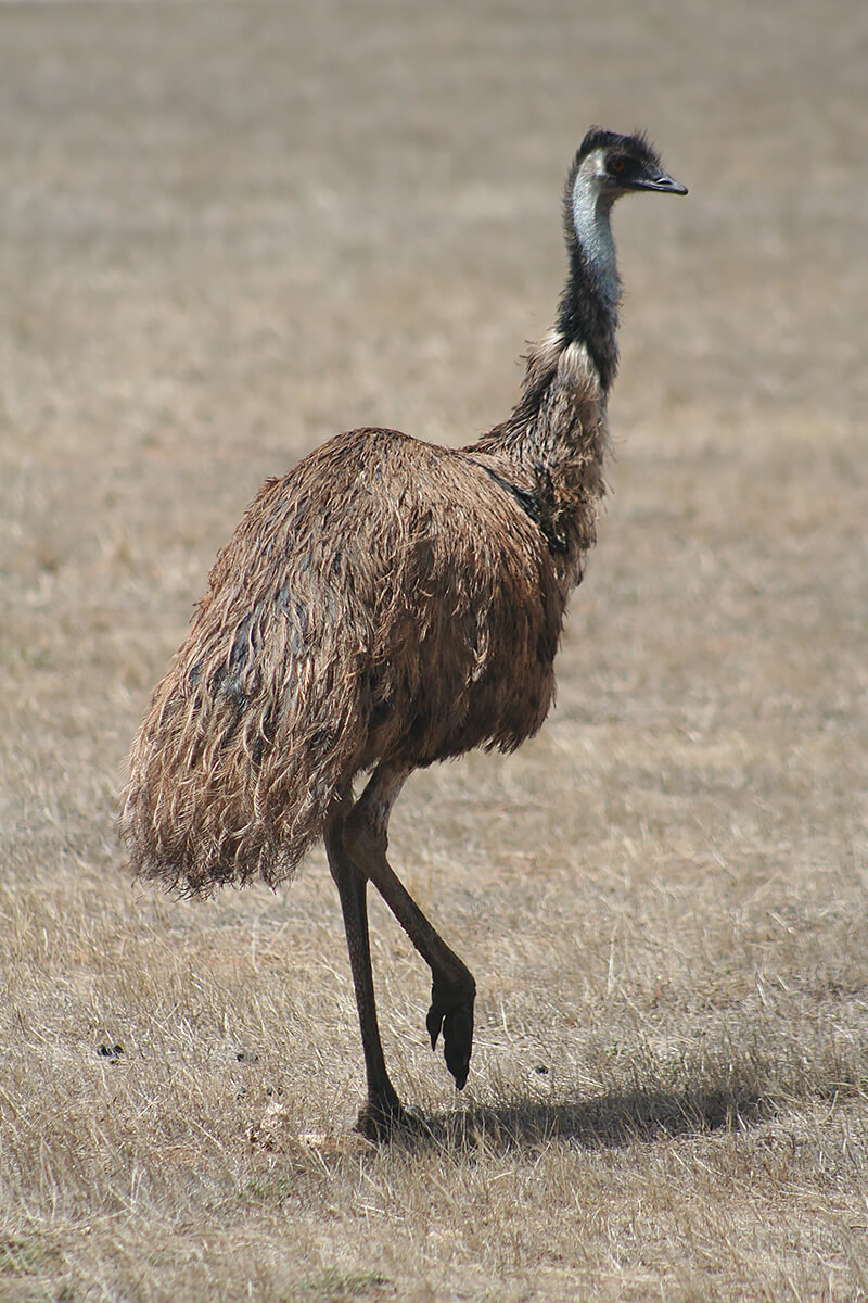 An emu stands erect on one foot