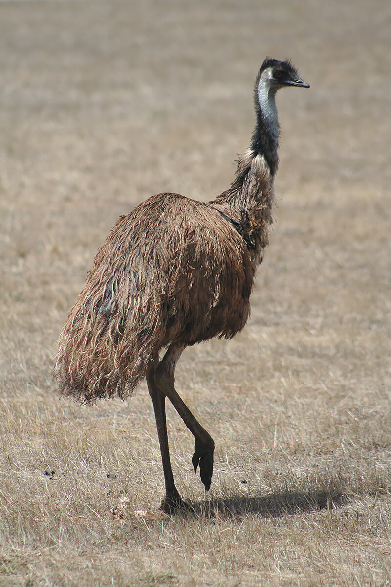 emu bird