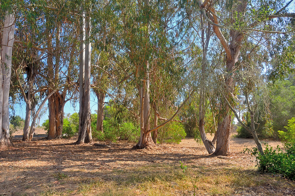 Eucalyptus grove 