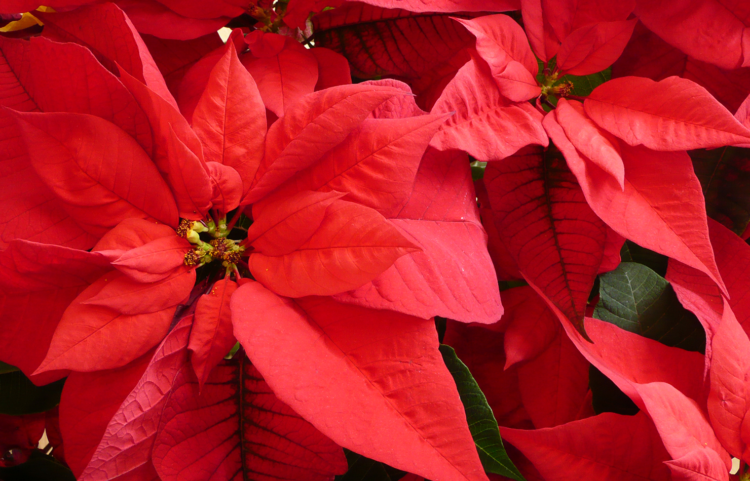 Poinsettia