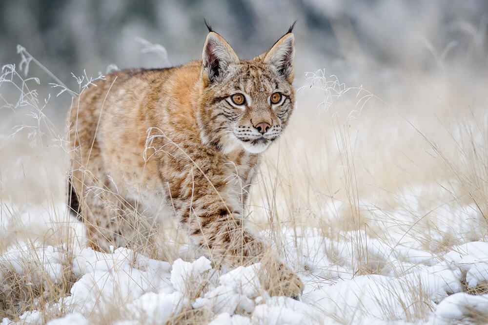 Eurasian lynx walking across a snowy field