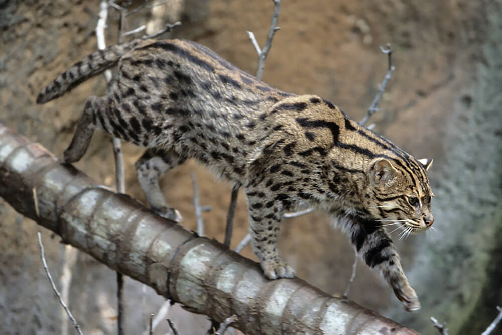 A fishing cat walks down a tree trunk