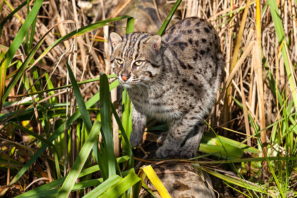 Fishing Cat San Diego Zoo Animals Plants